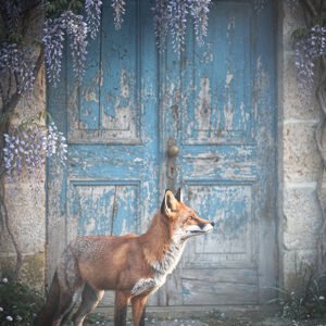 Renard roux devant une porte bleue patinée, sous des fleurs suspendues mauves, dans un décor ancien.