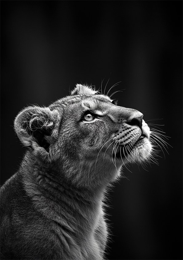 Portrait noir et blanc d’une lionne en gros plan, regard tourné vers le haut, sur fond noir.