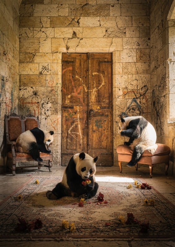 Affiche pandas dans une pièce ancienne en pierre avec porte en bois, fauteuils, tapis usé et fleurs au sol