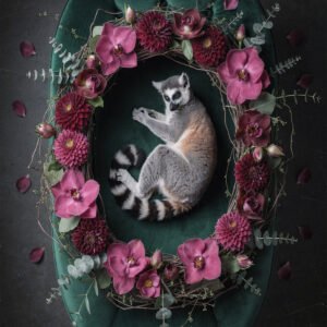 Affiche montrant un lémurien allongé sur un fauteuil vert entouré d’une couronne de fleurs roses et feuillages.