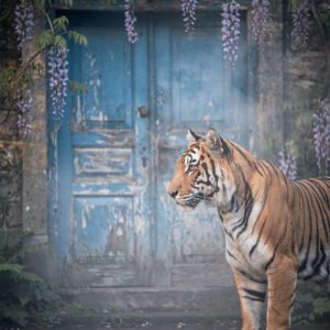 Affiche représentant un tigre devant une porte bleue ancienne entourée de fleurs violettes et de végétation dans une ambiance brumeuse.