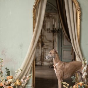 Affiche représentant un chien lévrier debout devant un miroir doré avec rideaux et compositions florales dans un intérieur ancien.