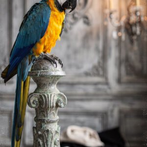 Affiche représentant un perroquet ara bleu et jaune perché sur une colonne sculptée dans un intérieur classique avec chandelier en arrière-plan.
