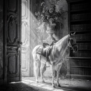 Affiche en noir et blanc avec un cheval blanc sellé dans une bibliothèque ancienne, éclairé par la lumière d’une porte entrouverte.