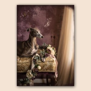 Affiche avec lévrier gris allongé sur une banquette vintage, fleurs délicates, mur prune et rideau clair.