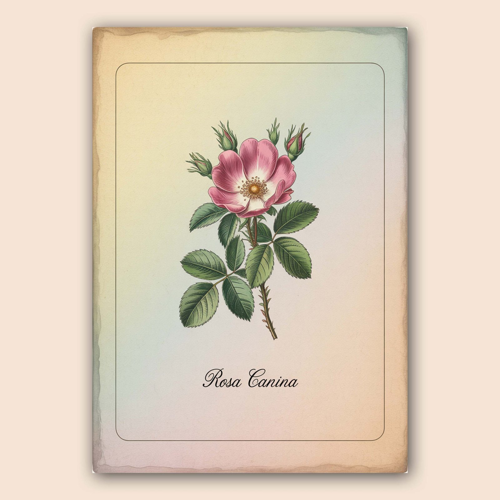 Affiche murale de la Rosa Canina