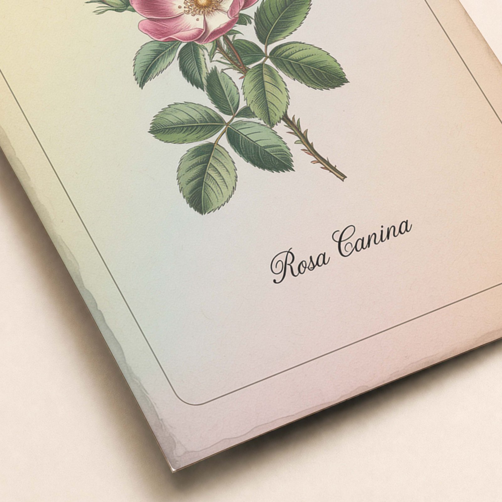 Détail de l'affiche Rosa Canina