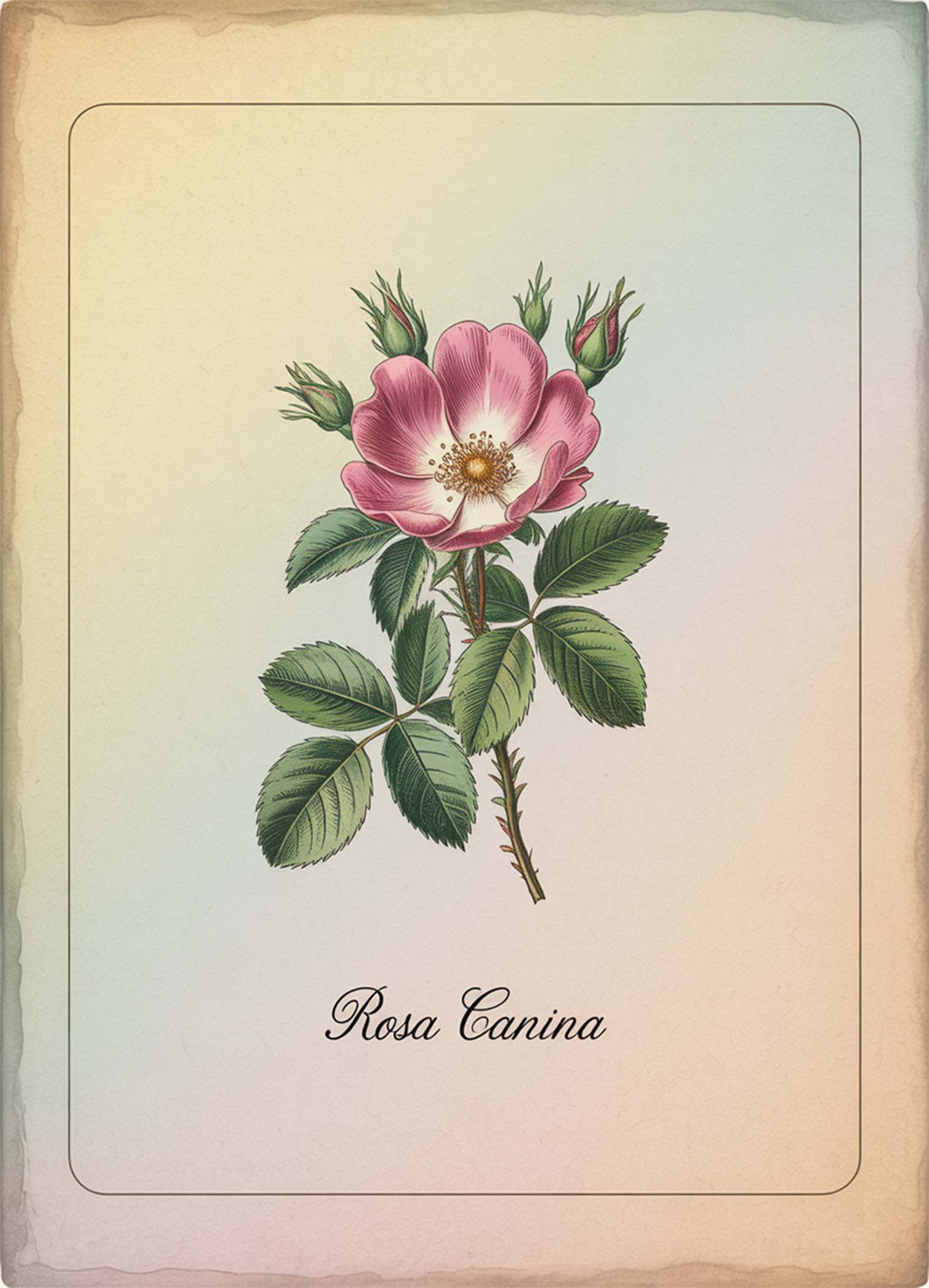 Illustration de la Rosa Canina