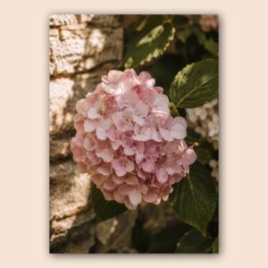 Affiche d'hortensia rose en décoration