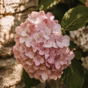 Affiche murale d'un hortensia rose