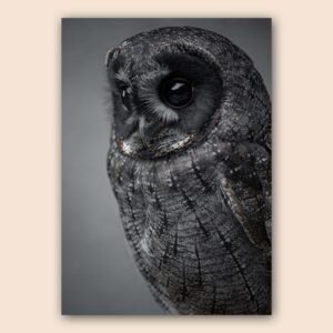 Hibou en photographie réaliste