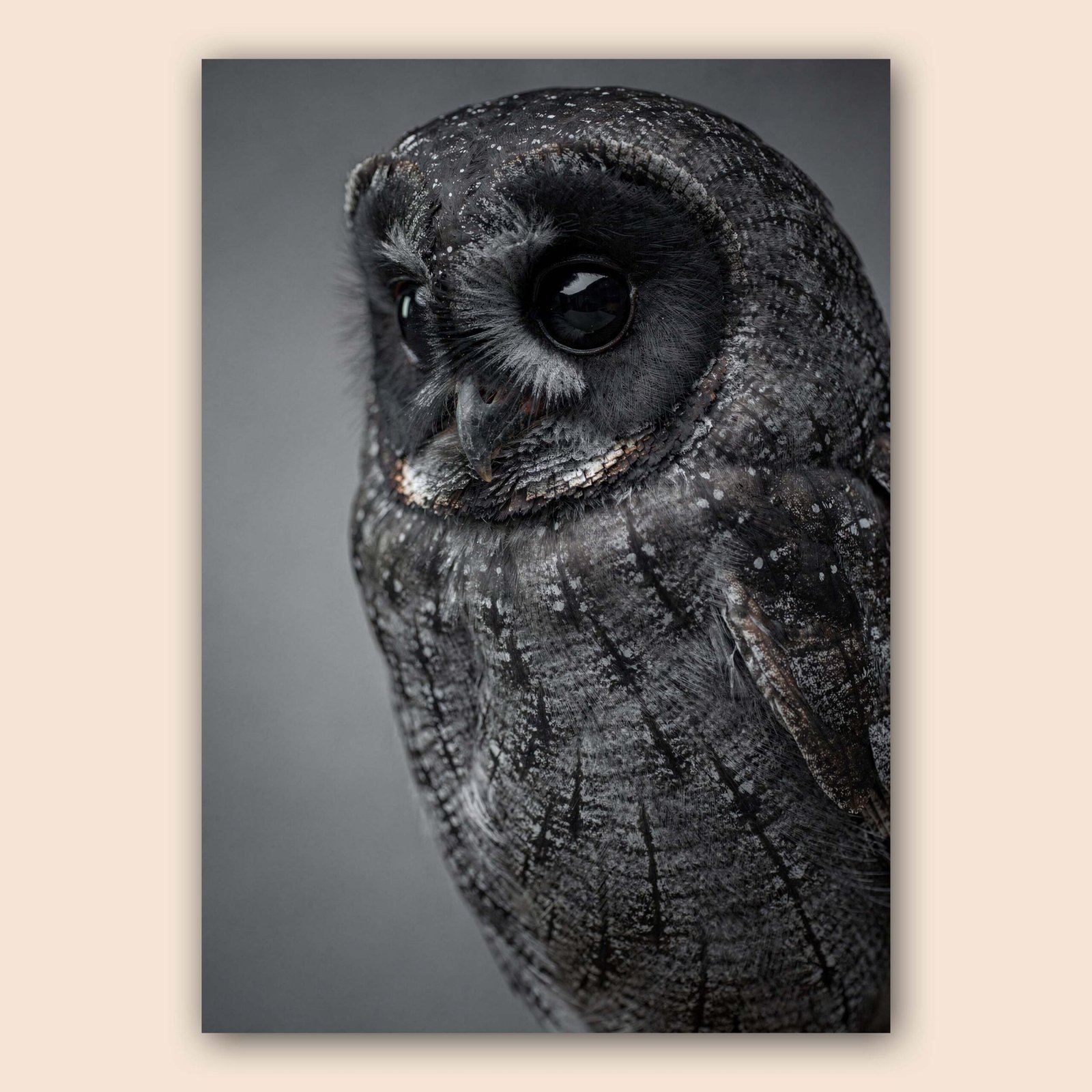 Hibou en photographie réaliste