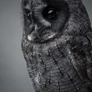 Affiche murale d'un hibou en noir et blanc