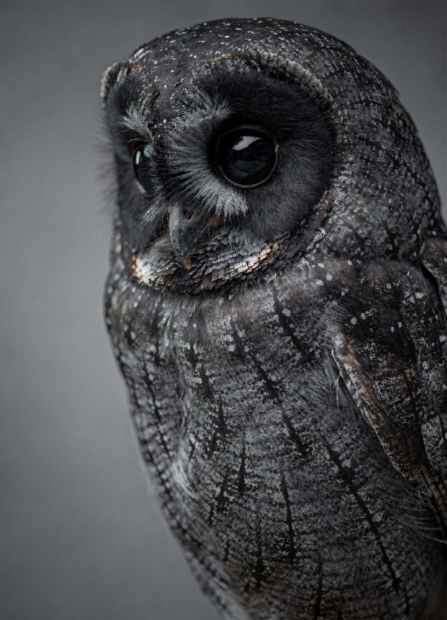 Affiche murale d'un hibou en noir et blanc