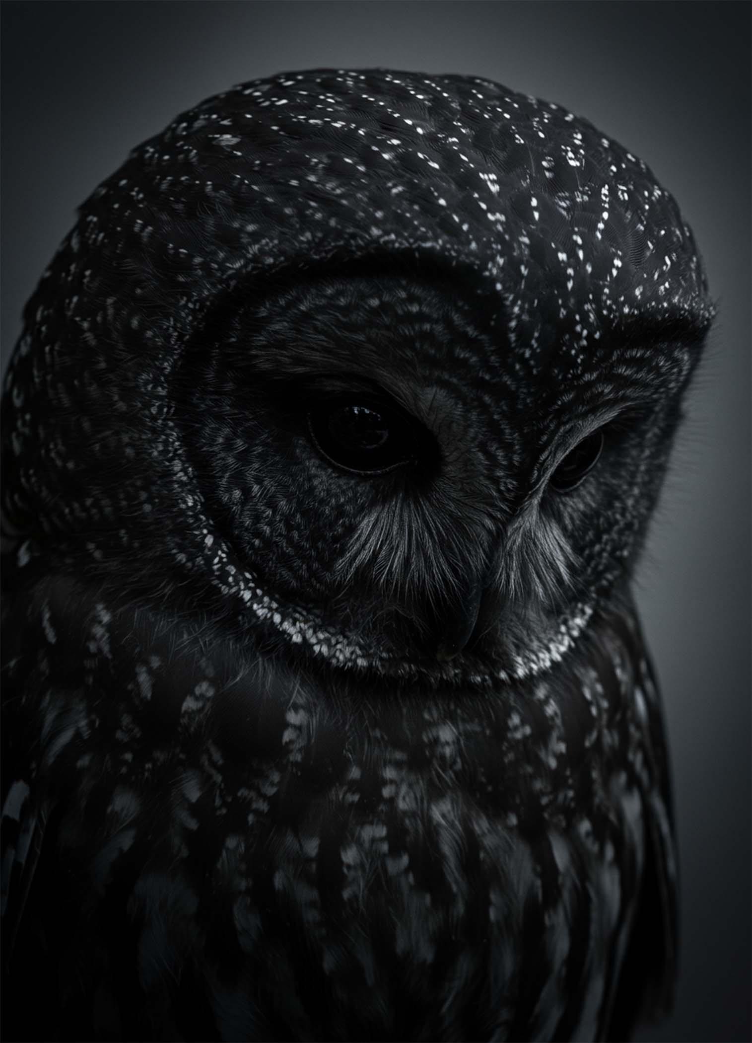 Affiche d'un hibou sur fond sombre
