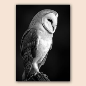 Hibou en noir et blanc
