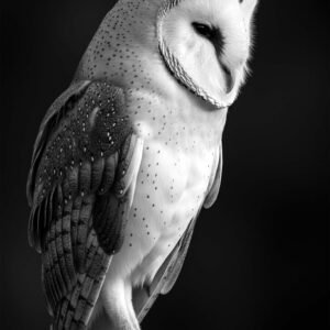 Hibou en noir et blanc