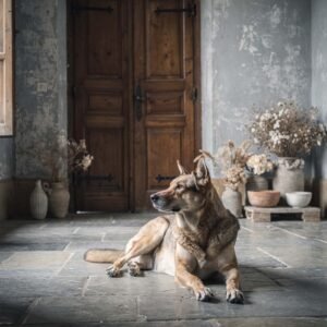 Affiche d'un chien dans un intérieur rustique
