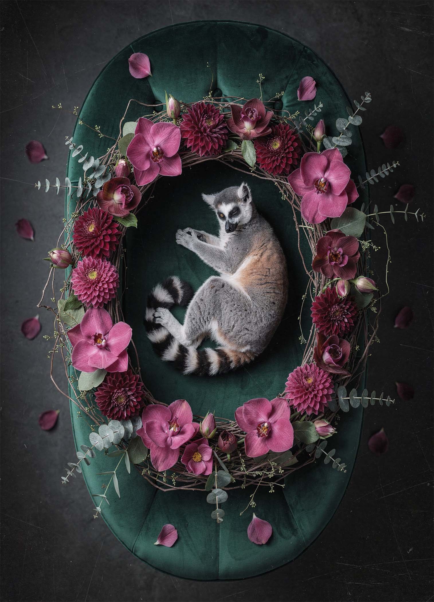 Affiche murale d'un lémurien entouré de fleurs