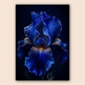 Iris bleu profond en gros plan sur fond noir