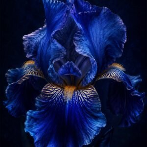 Affiche d’un iris bleu profond sur fond sombre